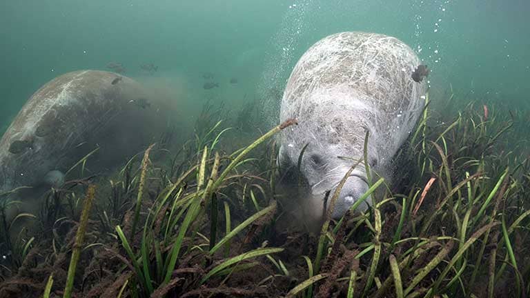 Learn About Seagrass