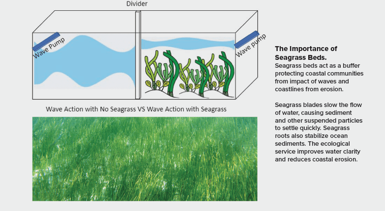 Seagrass Aquarium | Manatee Grass