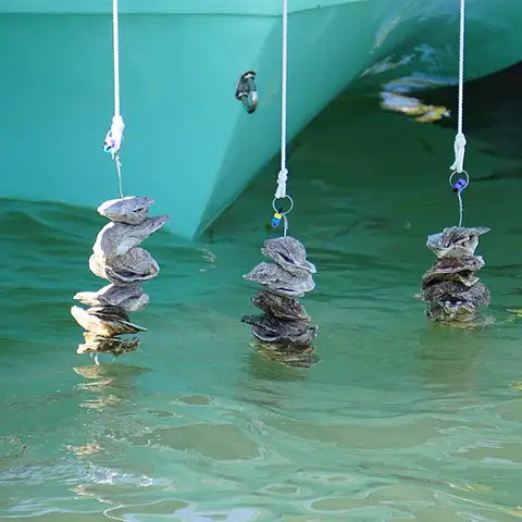 Free Vertical Oyster Garden Stringing Workshop